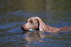 swimming Weimaraner