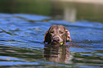 swimming Weimaraner