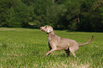 Weimaraner