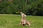 running Weimaraner