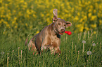 running Weimaraner