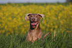 Weimaraner