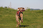 running Weimaraner