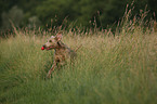 running Weimaraner