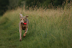 running Weimaraner