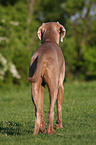 Weimaraner