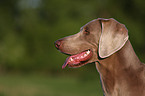 Weimaraner Portrait