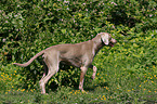 Weimaraner