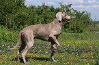 Weimaraner