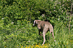 Weimaraner