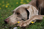 Weimaraner Portrait