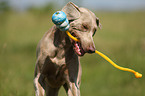 running Weimaraner