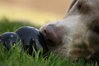 Weimaraner