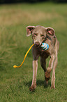 running Weimaraner