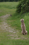 Weimaraner watchs hare