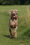 running Weimaraner