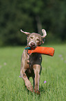 running Weimaraner