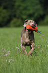 running Weimaraner