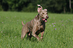 running Weimaraner