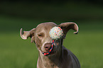 running Weimaraner