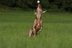 running Weimaraner