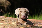 Weimaraner