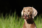 Weimaraner