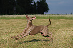 running Weimaraner