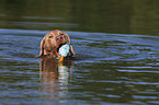 swimming Weimaraner