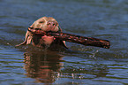 swimming Weimaraner