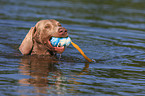 swimming Weimaraner