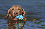 swimming Weimaraner