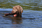 swimming Weimaraner