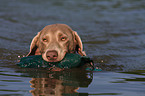 swimming Weimaraner