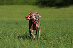 running Weimaraner