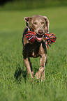 running Weimaraner