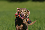 running Weimaraner