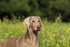 Weimaraner