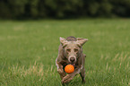 running Weimaraner