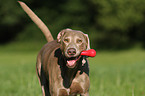 playing Weimaraner