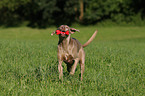 playing Weimaraner