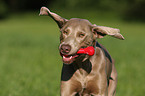 playing Weimaraner