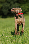 playing Weimaraner