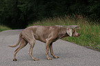 Weimaraner