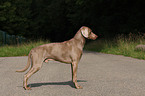 Weimaraner