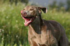 running Weimaraner