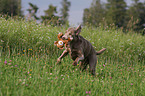 running Weimaraner