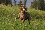 running Weimaraner