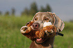 Weimaraner Portrait