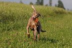 running Weimaraner